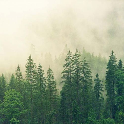 Medio Ambiente